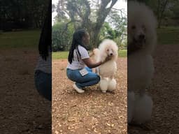 What a Sweet Standard Poodle #dog #shorts #poodle