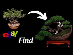 Transform a Cheap Ebay Find into a Stunning Itogawa Juniper Bonsai!