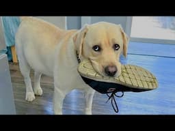 Try Not To Laugh Cats And Dogs Videos 😁 - BEST Funny Animal Videos 2025 #17