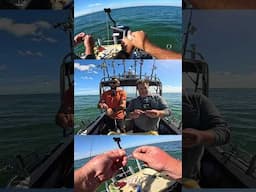 Triple Threat: Whiting, Snapper & Squid in One Tide! 🎣🔥
