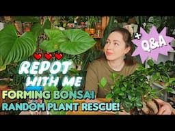 Rainy day of plant chores🌿 Rescuing a plant, bonsai trim and repot with me 🐛