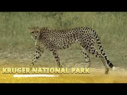 Kruger National Park🦁🐘