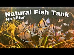 Angelfish Feeding Frenzy in a No Filter, No Water Change Natural Aquarium