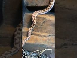 NEW Stimson’s Python Enclosure #snake #python #reptiles #terrarium