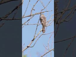 Wilds of Canada #wildlife #natureshorts #wilderness #wildernesssurvival #birdsofprey #nature #birds