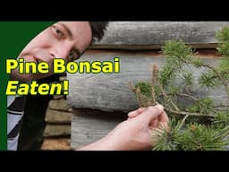 Pine sawfly attack on Bonsai!