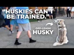 They trained their HUSKY to listen OFF LEASH in 3 months