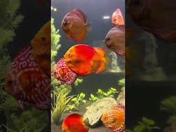 I could watch these Discus all day! Legasea Aquarium is a MUST SEA! #aquarium #fish #fyp
