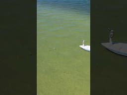 Sight fishing the Long Island flats with a little luck! #fishing #stripedbass #flyfishing #ny