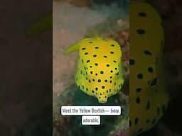 Yellow Boxfish: The Cute Cube of the Coral Reef 🐠✨