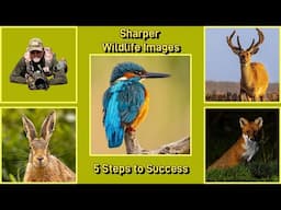 How to achieve Sharper Wildlife images: 5 Steps to Success.