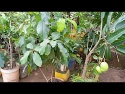 Growing Fruit Trees In Containers. Sugar Apples, Mangoes, Loquat, Star Fruit,.....
