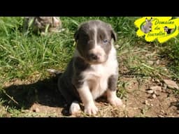 1ere sortie des chiots d'OLMEDA !