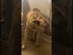From heartbroken to being ADOPTED 🥺 "Full video ☝️"