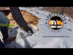 Mobowl from LowCountry Pet Specialties