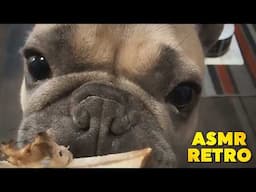 My Dog Tries ASMR - VERY CUTE 🐶