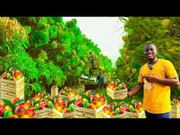 Mango Farming in Ghana: Harvesting, Processing, and Exporting Explained