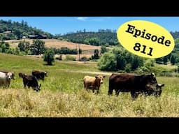 Heifer Pasture Gets a Few More Residents
