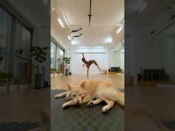 The puppy may not be impressed with RL @billykwokcy on IG but we certainly are! #AnimalFlow