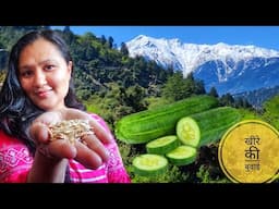 || Cucumber Seeding || Kinnaur HP ||