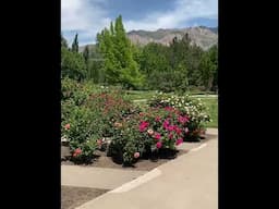 Places of Inspiration // June 2025 #mytherapygarden #behindthegardebgates #garden #gardening