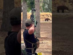 3D archery ❤️ #archery #bowhunting #mathews