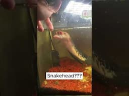 Hàng độc 😂