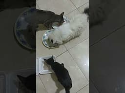 Siapa yang kasih ayam kekucingnya,  tapi tempe Kedirinya sendiri... 🥰🥳🥰