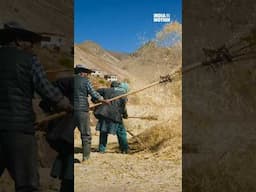 Threshing of Barley in the Remote #Himalayan Villages of #zanskar