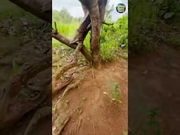 இலங்கை ஆதிவாசிகள் வில் வித்தை  I Village Database