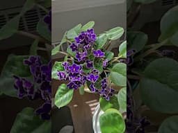 Glorious blooms African violet from leaf propagation