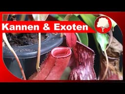 Fleischfressende und exotische Pflanzen im Haus pflegen und vermehren - Großstadtgärtnern