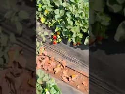 Strawberry Farm in Mahabaleshvar # you tube short # chithralekha Nair