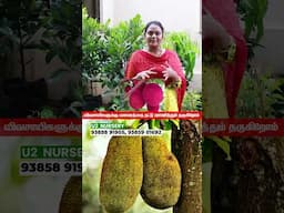 இத்தனை வகை பலா மரங்களா?#jackfruit #nursery #farming