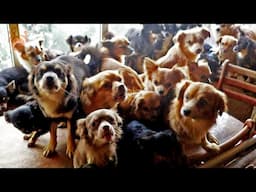 Heartbreaking Rescue: Hundreds of Dogs Found in Home of Elderly Woman with Dementia