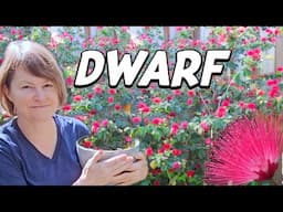 The Dwarf Pink Powderpuff: Amazing yet Easy to Grow! 🌿🌸😊