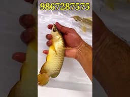 🐉Malaysian Golden Crossback🐉 (MG) Size - 12 inches #arowana #shorts #youtubeshorts