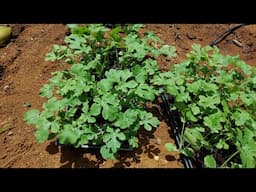Watermelon Early Stage Nutrition For Optimum Plant Growth