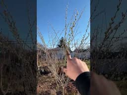 Native Pollen For Native Pollinators? & Other Misc. Spring Things! #earlybloomers #pussywillow