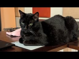 Loaf