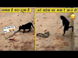 बिल्ली को लगा सांप मर चुका है लेकिन सांप ने तो बाजी पलट दी 😂🤣 wild animal encounters recorded on cam