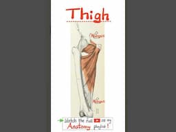 Thigh Muscles (Medial) - The Hip Bone - Anatomy of the Pelvis...#doctor #nurse  #anatomy #physiology