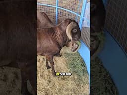 Damara sheep, is this the hardiest sheep out there ?