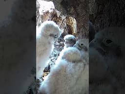 This kestrel chick is playing 'mum'😍#growingup