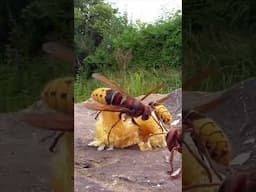 Hornet and honeybees