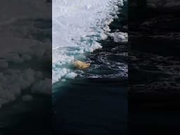 Crazy Wildlife Encounter | Polar Bear vs Beluga Whale #polarbear #beluga #whale