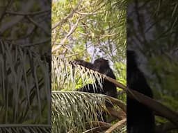 I NEVER expected to see chimpanzees in The Gambia. #travel #primatetrekking #gambia
