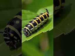 ഇങ്ങനെയാണ് ഒരു പൂമ്പാറ്റ ജനിക്കുന്നത്  | Butterfly Life Cycle | Digital Science Malayalam #butterfly