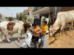 Qurbani Ka Janwar Zoo Mein Agea 🥰