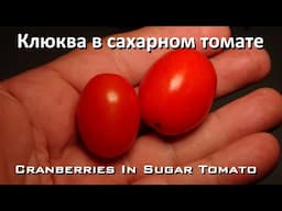 Клюква в сахарном томате | Also known as Cranberries In Sugar Tomato, Solanum lycopersicum